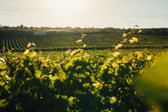 JUWEL Juliane Eller Weine Alsheimer Rheinblick Peter Bender_3.jpg